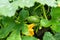 Blooming zucchini in the foliage on the garden