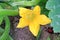 Blooming zucchini. Young zucchini in the garden