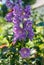 BloomingBlue flowers delphinium on a green blur background. Close-up of a purple delphinium in garden