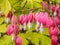 Blooms of the bleeding heart plant cultivar Dicentra spectabilis `Gold Hearts`. Brilliant gold leaves, peach-colored stems,
