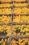 Blooms by box. Flower market. Marigold farming. Market garden. Organic gardening. Growing for market. Commercial