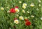 Blooms of crown daisies and common poppies in a garden in Morocco near Meknes.