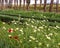 Blooms of crown daisies and common poppies in a garden in Morocco near Meknes.