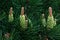 Blooms of Dwarf mountain pine - Pinus mugo inflorescence closeup