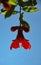 Blooms of the exotic pomegranate tree