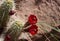 Blooms on Hedgehog Cactus