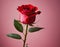 Blooms of Love: A Rose Affair, generative ai