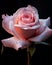 Blooms of Love, Valentine s Floral Elegance
