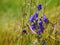 Blooms from monkshood, Aconitum napellus