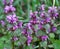 It blooms in nature deaf nettle purple Lamium purpureum