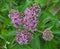 It blooms in nature hemp agrimony Eupatorium cannabinum