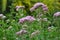 It blooms in nature hemp agrimony Eupatorium cannabinum