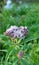 It blooms in nature hemp agrimony Eupatorium cannabinum