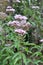 It blooms in nature hemp agrimony Eupatorium cannabinum