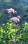 It blooms in nature hemp agrimony Eupatorium cannabinum