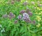 It blooms in nature hemp agrimony Eupatorium cannabinum