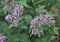 It blooms in nature hemp agrimony (Eupatorium cannabinum