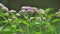 It blooms in nature hemp agrimony (Eupatorium cannabinum