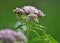 It blooms in nature hemp agrimony (Eupatorium cannabinum