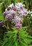 It blooms in nature hemp agrimony (Eupatorium cannabinum