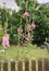 Blooms of a pink soaker rose in a garden