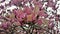 Blooms on Pink Tulip Tree Magnolia Campbellii