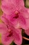 The blooms of a pink Vanda