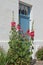 Blooms of a red soaker rose in front of a house