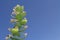 Blooms and Seed Pods on a Giant Milkweed