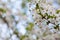 Blooms tree branch against blur background