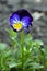 Blooms violet tricolor, a plant with the Latin name Viola tricolor, shallow depth of field