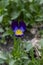 Blooms violet tricolor, a plant with the Latin name Viola tricolor, shallow depth of field