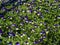 Blooms violet tricolor, a plant with the Latin name Viola tricolor, shallow depth of field