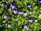 Blooms violet tricolor, a plant with the Latin name Viola tricolor, shallow depth of field