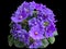 Blooms Violet Uzambar Semi-Double, Hybrid, Purple. Close-Up, Isolated On Black Background