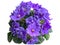Blooms Violet Uzambar Semi-Double, Hybrid, Purple. Close-Up, Isolated On White Background