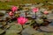 Blooms of Waterlilly plant in a small pond