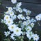 Blooms of white Japanese anemones with yellow hearts