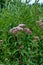 It blooms in the wild hemp agrimony Eupatorium cannabinum