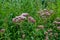 It blooms in the wild hemp agrimony Eupatorium cannabinum