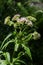 It blooms in the wild hemp agrimony Eupatorium cannabinum