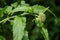 It blooms in the wild hemp agrimony Eupatorium cannabinum