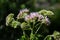 It blooms in the wild hemp agrimony Eupatorium cannabinum