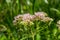 It blooms in the wild hemp agrimony Eupatorium cannabinum