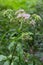 It blooms in the wild hemp agrimony Eupatorium cannabinum