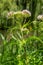 It blooms in the wild hemp agrimony Eupatorium cannabinum