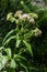 It blooms in the wild hemp agrimony Eupatorium cannabinum