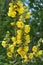 It blooms in the wild mullein Verbascum