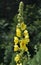 It blooms in the wild mullein Verbascum