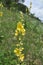It blooms in the wild mullein Verbascum